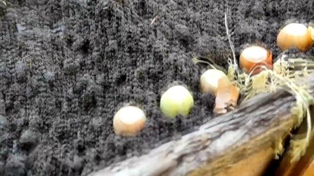 ДАЧА 🏡 апрель ☀ ПОТОП 😨 ПЕРВЫЕ ПОСАДКИ 🥬