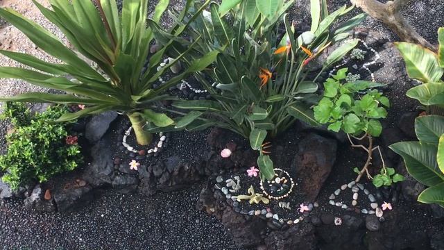 My Tropical Plumerias and Cacti Collection Ilocano Housewife Gardening Big Island Hawaii
