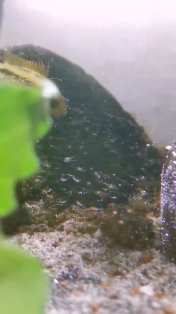 #apistogramma #cacatuoides #kakaduzwergbuntbarsch #klausiosfische #shorts