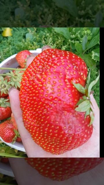 Клубника - Оцените размерчик. / Strawberry - Estimate The Size.
