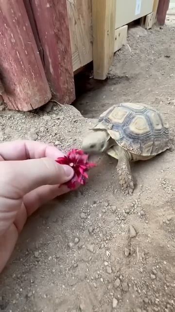 Baby tortoise coming up from its burrow 😎🐢