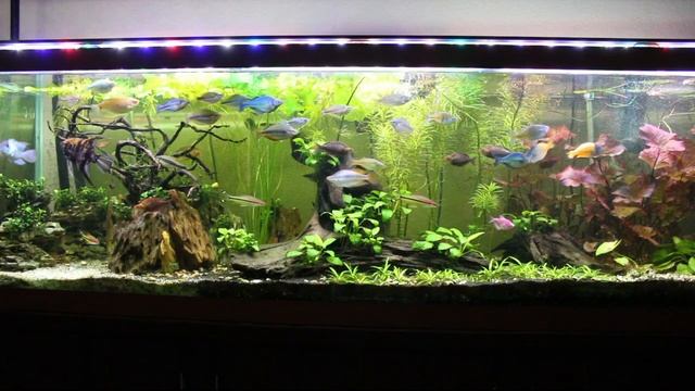 Plants for Profit: Nymphaea - Lilies are Easy Money