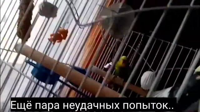 Утреннее приручение кореллы Рикуши 🐦💕🤗