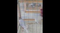 Выставка пушистиков в нашем городе