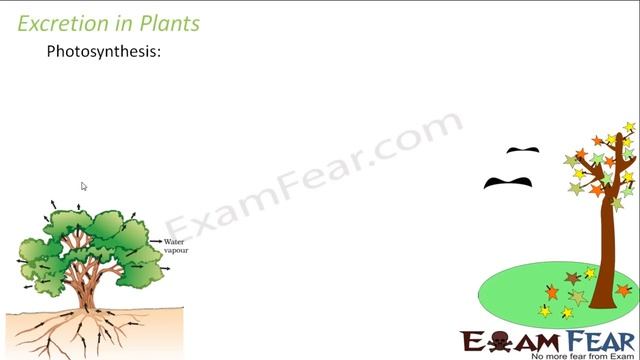 Biology Life Processes part 32 (Excretion in plants) CBSE class 10 X
