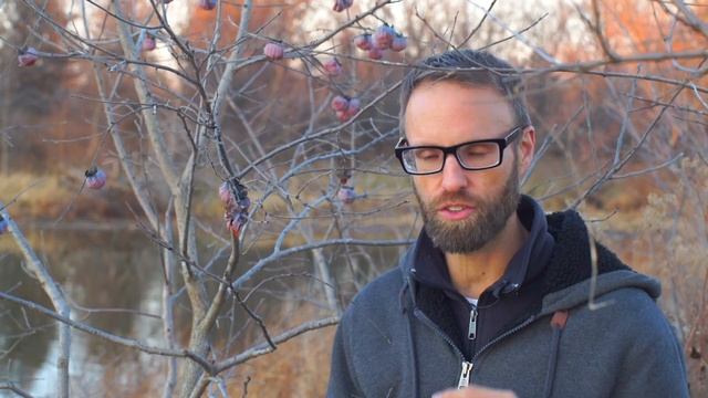 Survival Food: The Wild Edible American Persimmon- Foraging Diospyros virginiana