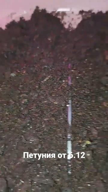 петуния прорасла за 6 дней