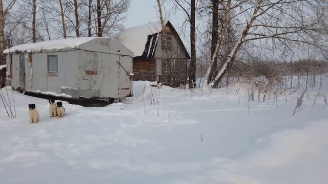 Тысячи и одна жизнь. Кутята РЭБа.