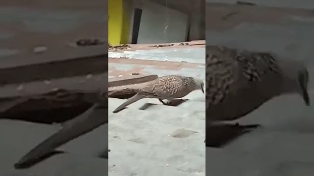 Video 396 @ SADDAM KHAN || Aye Mere Khuda Tu Itna Bata Kyoun Mera Naseeb Aisa Likha