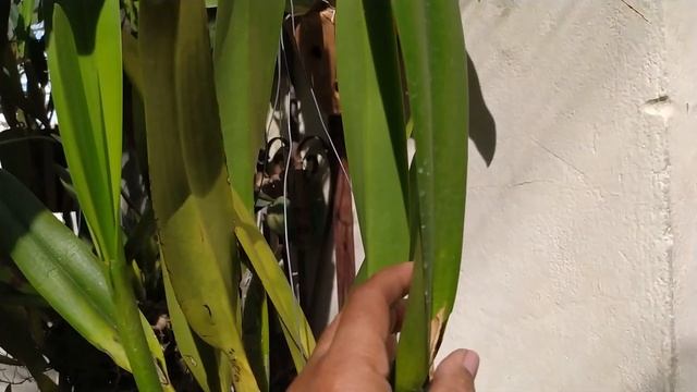 A MEDIDA DOS CACHEPOS SOBRE AS LAELIAS