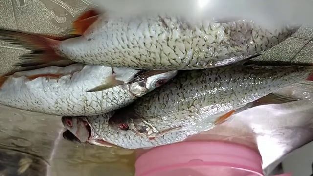 Жанэлька модэлька.  жарим рыбу