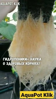 Корни при выращивании методами гидропоники Аквапот Клик система