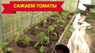 Посадка томатов в теплицу.