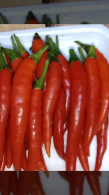 #Shiny Fresh Red Chillies
