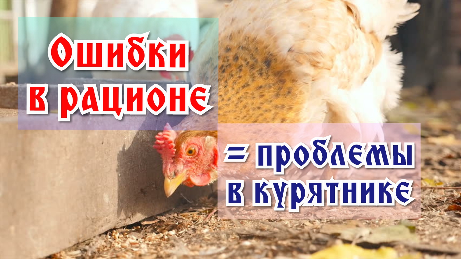 Как ошибка в кормлении кур чуть не привела к трагедии в курятнике