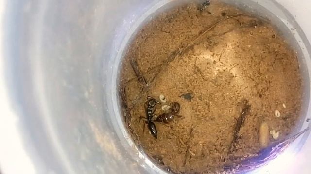 Odontomachus com pupas e "/larvas se-alto alimentando\"