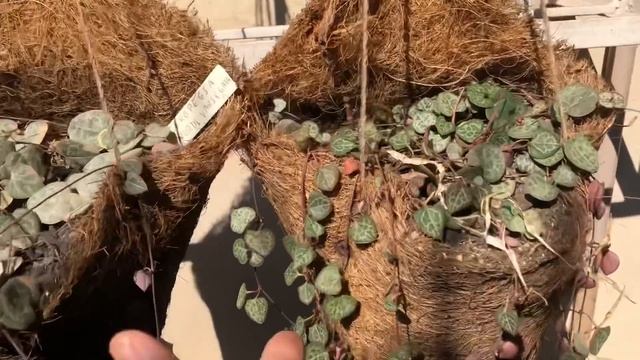 SUCULENTAS DE MEIA SOMBRA: DICAS de COMO CULTIVAR MULTIPLICAR e os cuidados para deixar elas LINDAS