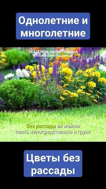 ОДНОЛЕТНИЕ И МНОГОЛЕТНИЕ ЦВЕТЫ БЕЗ РАССАДЫ #сад #цветы #уют #дача