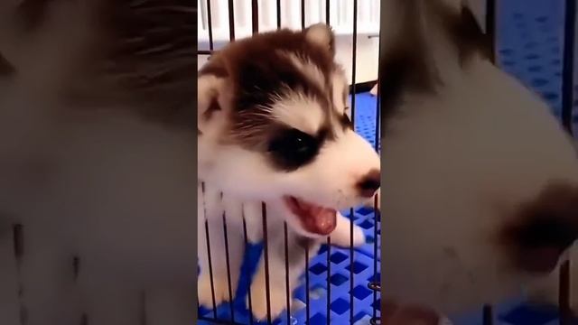 мемы про животных.