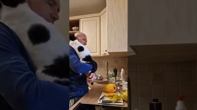 Кот 🐈 или Кошка