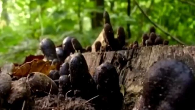 ВНИМАНИЕ! Если Вы увидите ЭТО в лесу, немедленно бегите оттуда!