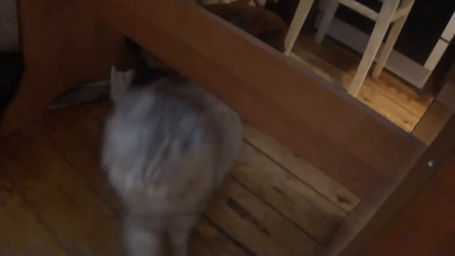 кошка и веник