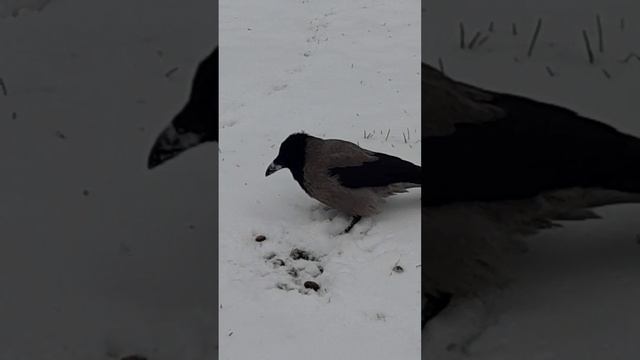 ВОРОНЫ.