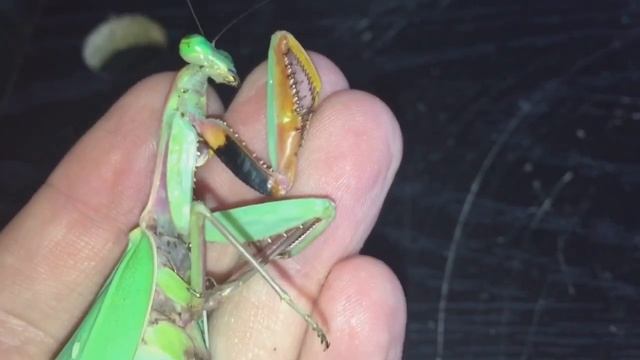 Adult Female Giant Rain Forest Mantis Hierodula Majuscula Is Slowly Dying
