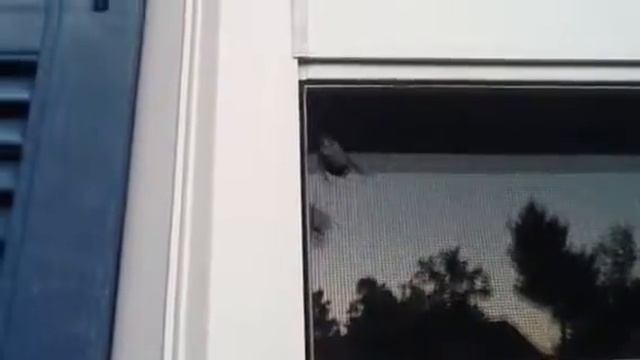 Huge Beetle