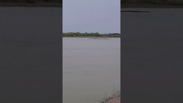 Ловим рыбу на Сырдарье