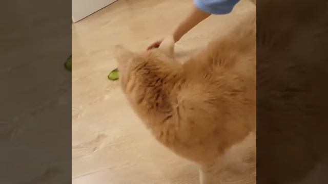 Вася кот любит огурцы