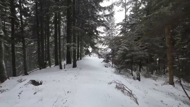 🌨❄️🏔 Прогулянка карпатським засніженим лісом.