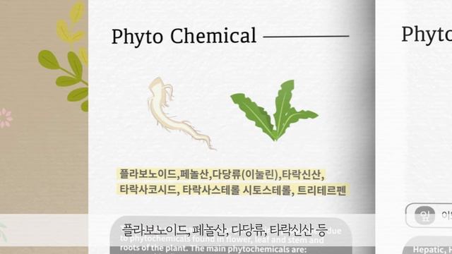 Dandelion 민들레뿌리 효능 요리 먹는법 | 민들레뿌리차 만들기