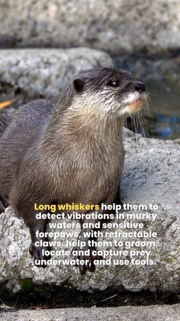 Otters | The Only Serious Swimmers in the Weasel Family