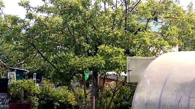 #сороки атаковали