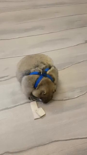 Сладкоежка