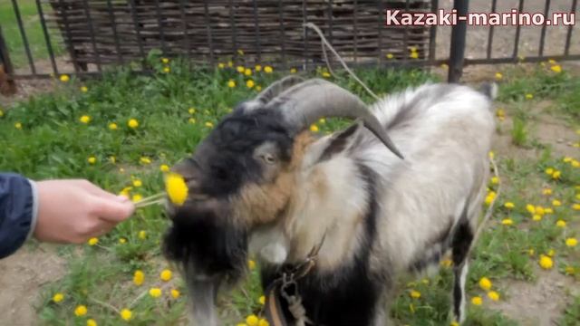 Казачье подворье в Марьино  - Козы
