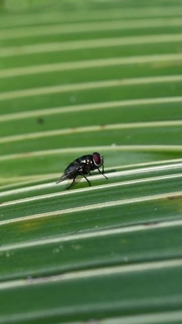 Side view of a common green bottle fly sits on a palm leaf then flies from the leaf #insect
