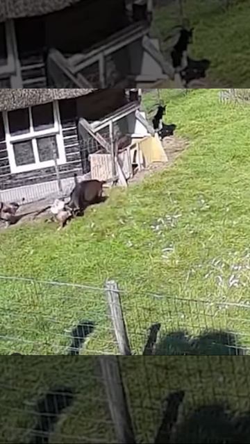 Козёл и петух спасли курицу от ястреба | a goat and a rooster saved a chicken from a hawk