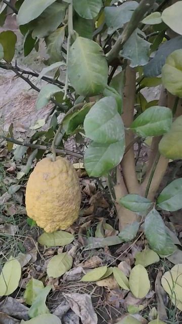 Hybrid Lemon.... #travel #bali #travelwithBali