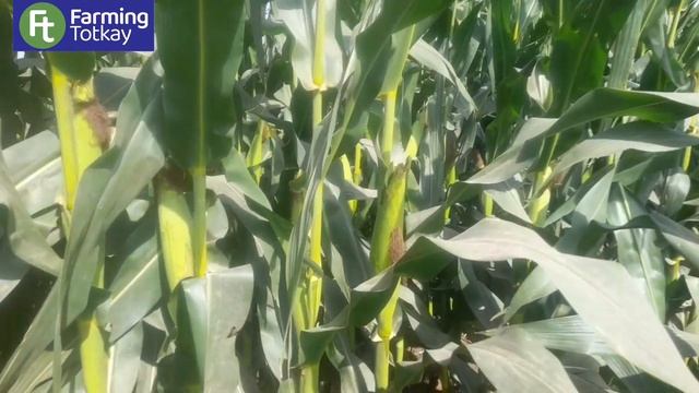 Maize Crop of 100 days | Makai ki fasal ki last Stage | Requirement of maize at last stage