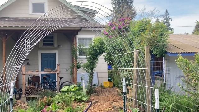 A Look at a Permaculture Garden: from Hardy Kiwis to Woodpeckers... and A Little Chaos