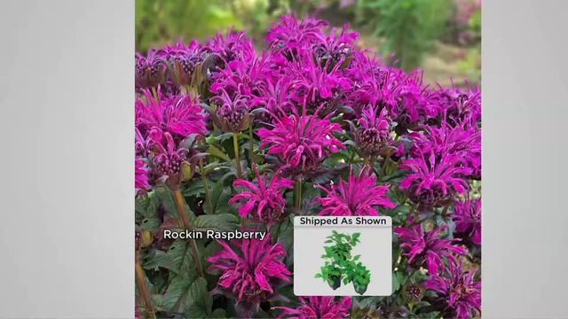 Cottage Farms 3-pc Fragrant Sugar Buzz Monarda Collection on QVC