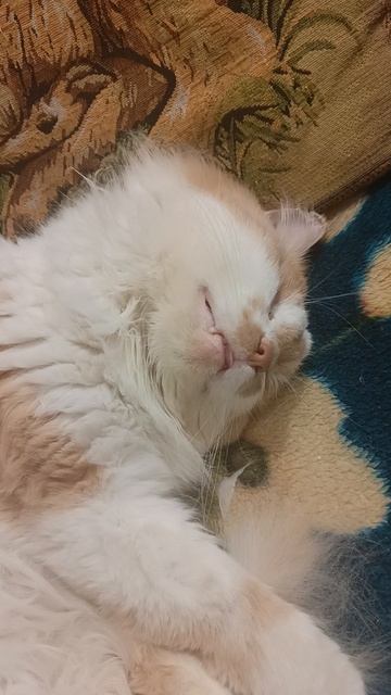 Сон кота Маркиза