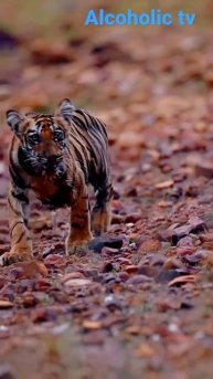 #tiger 😍💚