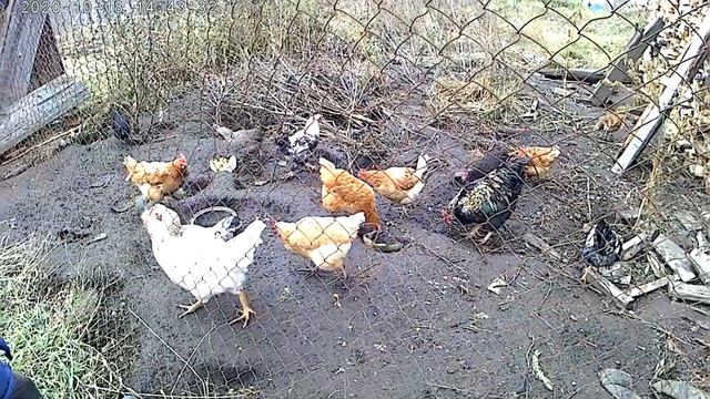 Димкины декоративные куры