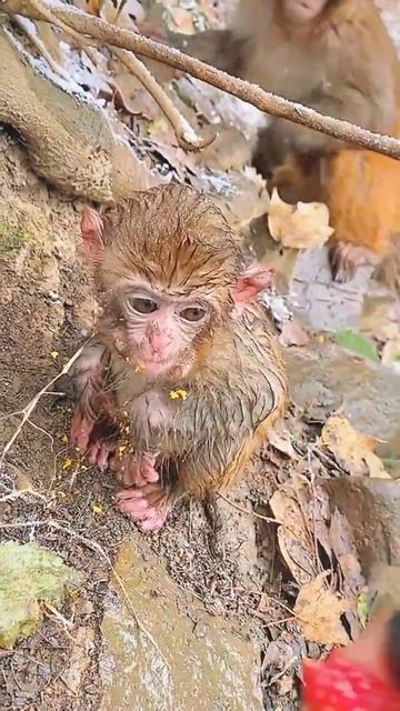 Kalli monkey need BOOm BOom
