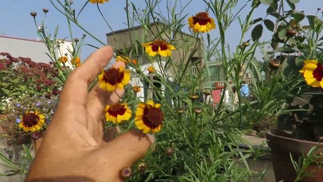 Garden overwiew || Plant Tour || All The Flowers From My Spring Garden, Winter Flowers ,