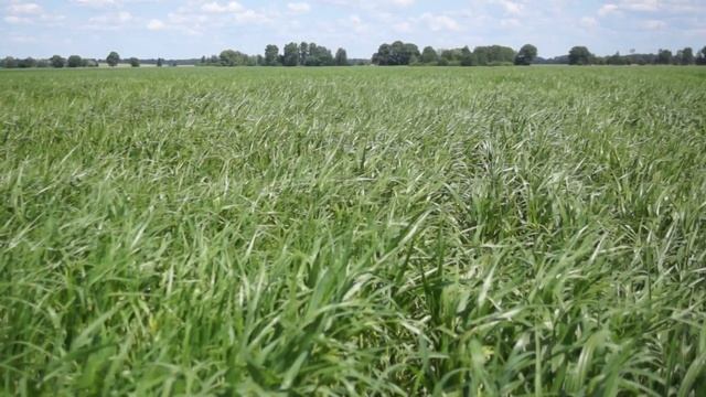 Агроконсалтинг, консультирование в сельском хозяйстве и АПК