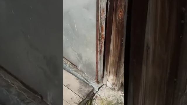 MY FAVORITE DOG  / Урда и ее страхи / СОБАКИ /  ИНТЕРЕСНОЕ ВИДЕО С ЖИВОТНЫМИ